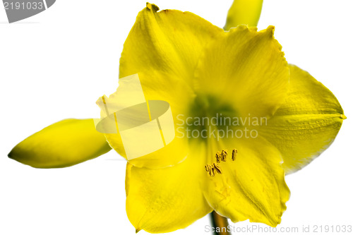 Image of Yellow Amaryllis Flower