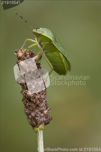 Image of pentatomidae palomena on a flower