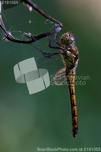 Image of side of wild  yellow black dragonfly on