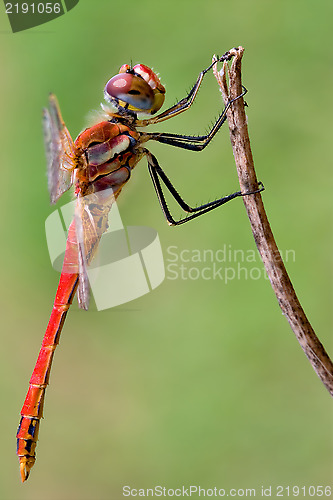 Image of Sympetrum Fonscolombii on