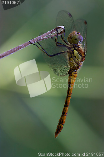 Image of wild black yellow dragonfly on a woo