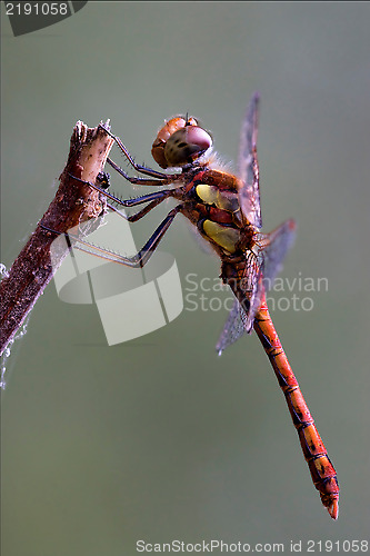 Image of red yellow dragonfly on