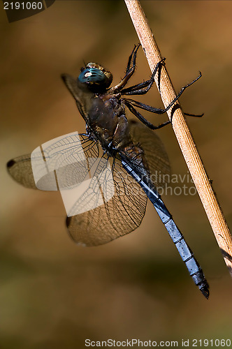 Image of brachytron pratense on