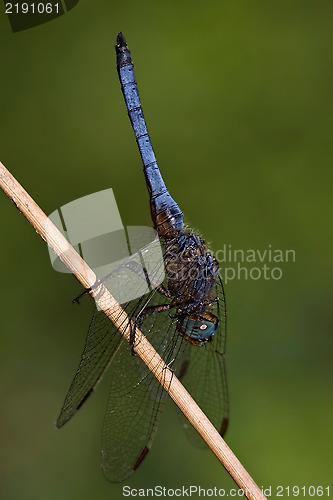 Image of side of wild  blue  black dragonfly on