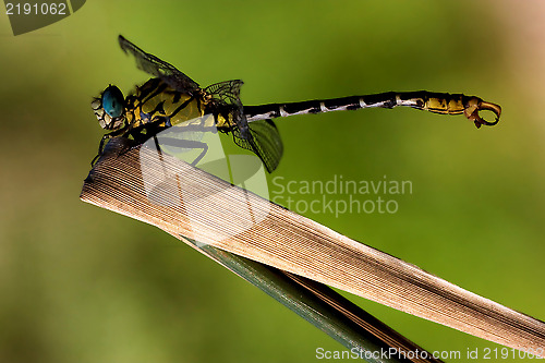 Image of of  wild  yellow