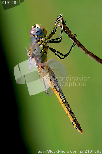 Image of Yellow dragonfly rest