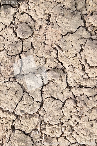 Image of Dry land, dry scaly ground