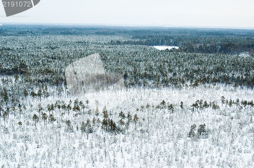 Image of aerial view of winter forest
