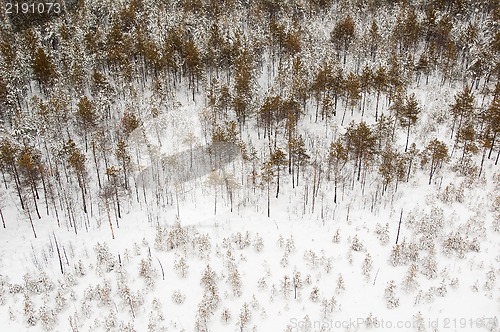Image of aerial view of winter forest