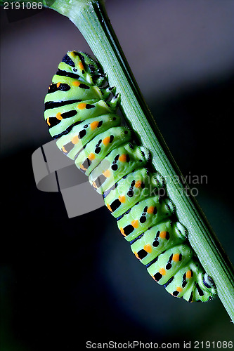 Image of Papilio Macaone on green branch