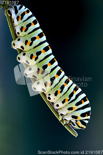 Image of caterpillar of a Papilio Macaone   green branch