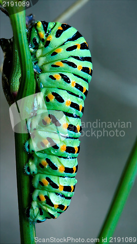 Image of wild caterpillar of Papilio Macaone  on