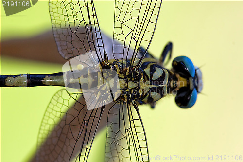 Image of wild black yellow dragonfly anax