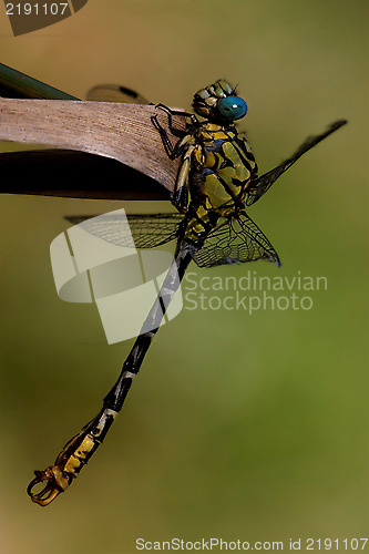 Image of black     yellow dragonfly anax imperator on a