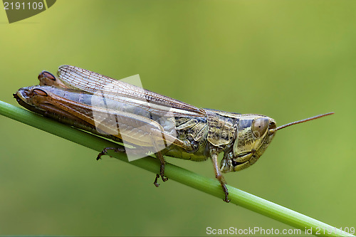 Image of grasshopper chorthippus brunneus