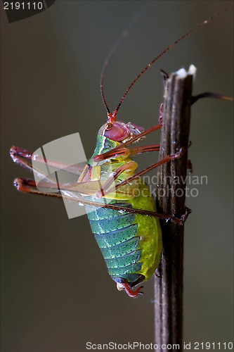 Image of Tettigoniidae on