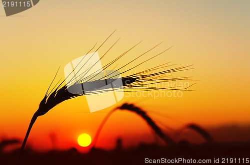 Image of ear of ripe wheat with sun