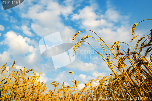 Image of Golden wheat ears with blue sky over them