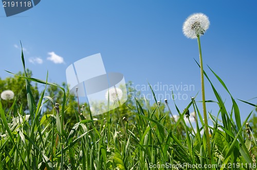 Image of dandelion on green field under blue sky