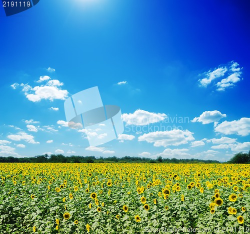 Image of sunflowers field and white clouds on blue sky