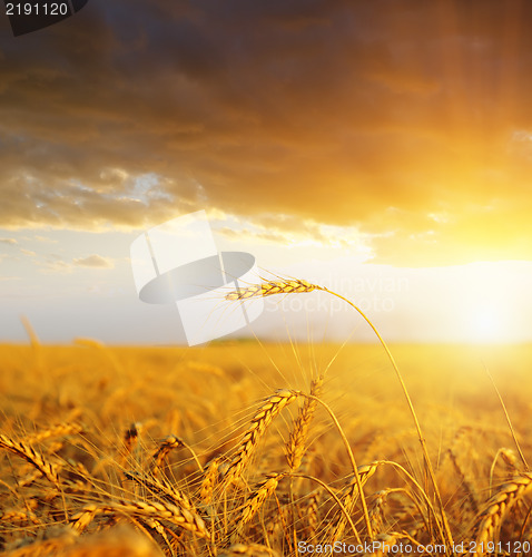 Image of field with gold ears of wheat in sunset