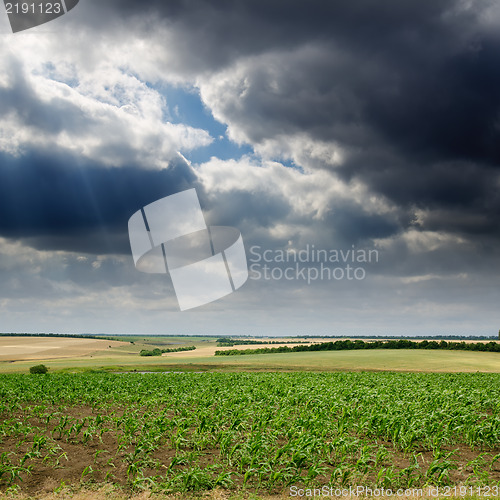 Image of field with green maize under dramatic sky