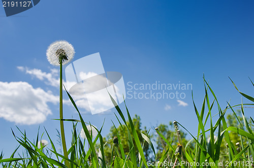Image of old dandelion in green grass field and blue sky