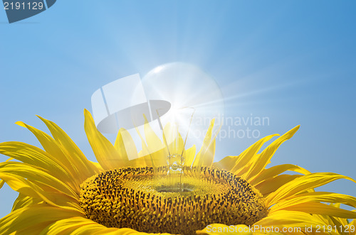 Image of bulb in sunflower