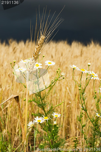 Image of golden ear of wheat with daisy under dark sky