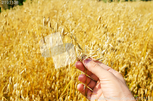 Image of gold harvest in hand