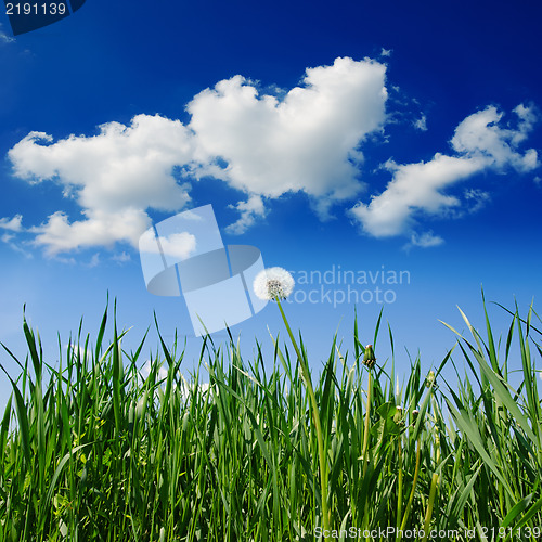 Image of old dandelion in green grass field and blue sky