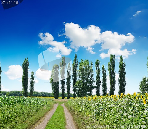 Image of rural landscape with road