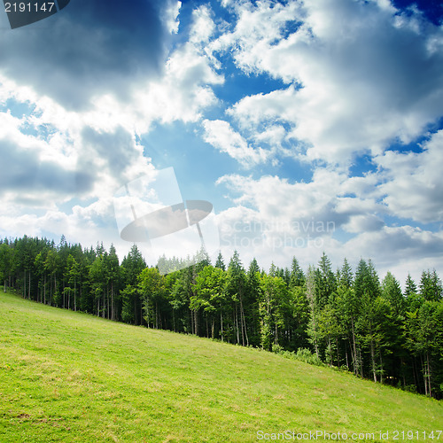 Image of pine forest under deep blue sky in mountain