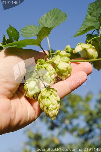 Image of green hops in hand