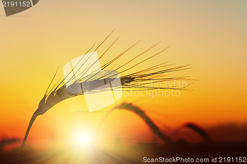 Image of Golden sunset over wheat field