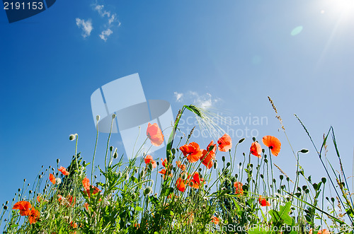 Image of poppy flowers under sunny sky