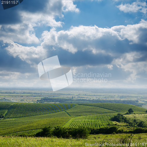 Image of view to vineyard