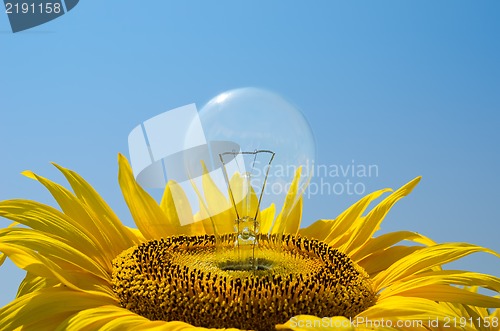 Image of bulb in sunflower