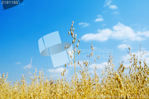 Image of oats closeup under cloudy sky