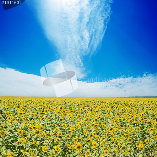 Image of sunflowers field and white clouds on blue sky