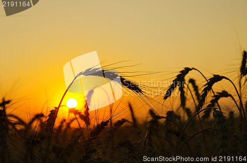 Image of field with gold ears of wheat in sunset