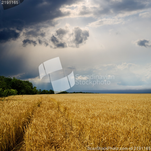 Image of dramatic sky over golden field