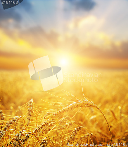 Image of golden wheat field and sunset