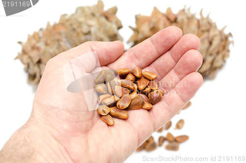 Image of Cones and Nuts of Siberian Cedar Pine in hand