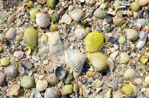 Image of green sea shells with sand as background