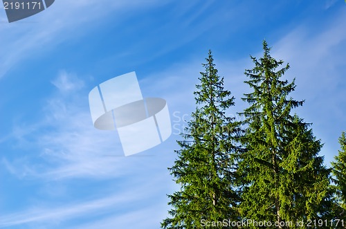 Image of pines under deep blue sky