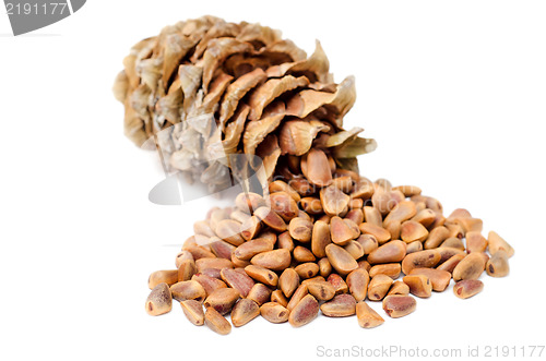 Image of Cones and Nuts of Siberian Cedar Pine