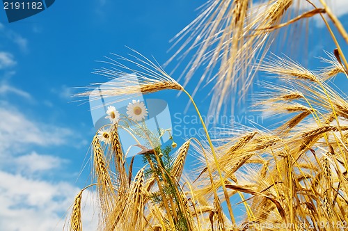 Image of wheat with daisy