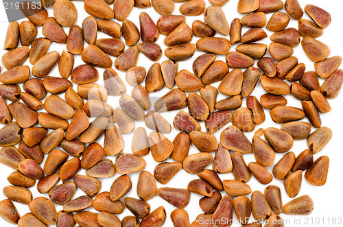 Image of Nuts of Siberian Cedar Pine