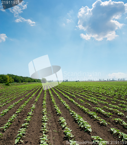 Image of field with green shots of sunflower under cloudy sky